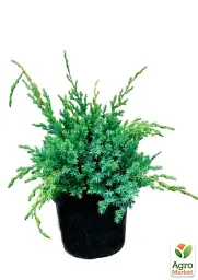 Саджанець Agro-Market Ялівець китайський 3-річний Blue Alps S3 висота 30-40 см 1 шт. в упаковці (62786) - мініатюра 3