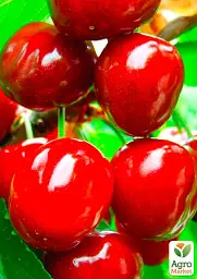 Саджанець Agro-Market Черешня чешської селекції Тамара (літній сорт, пізній термін дозрівання) 1 шт. в упаковці (46282) - мініатюра 3