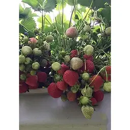 Саджанець Agro-Market Полуниця Флорін (Florin) 5шт (ремонтантний сорт) (44702) - мініатюра 6
