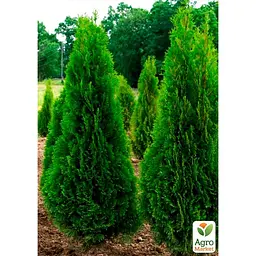 Саджанець Agro-Market Туя західна Холмструп (Holmstrup) горщик P9 (39003) - мініатюра 2