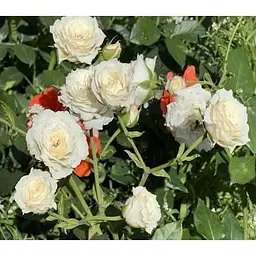 Саджанець Agro-Market Троянда дрібноквіткова (спрей) Наречена (Bride) (клас АА +) (45967) 1 шт. - мініатюра 4