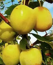 Саджанець Agro-Market Слива Біла медова (літній сорт, ранній термін дозрівання) (17580) 1 шт. в упаковці - мініатюра 3