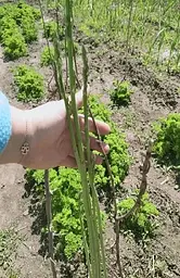 Саджанець Agro-Market Спаржа делікатесна Аржентельская рання Корневище 1 шт. в упаковці (48890) - мініатюра 3