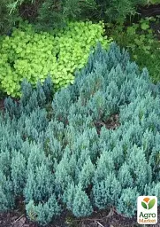 Саджанець Agro-Market Ялівець горизонтальний Блю Форест (Blue Forest) горщик P9, 1 шт. в упаковці (155473) - мініатюра 2