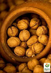 Саджанець Agro-Market Волоський горіх Буковинський 1 (середньостиглий термін дозрівання) 1 шт. в упаковці (42980) - мініатюра 4