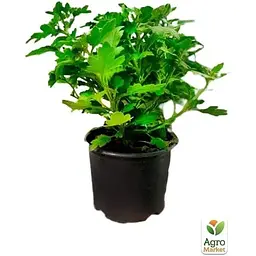 Саджанець Agro-Market Хризантема мультифлора куляста Staviski Purple (101626) 1 шт. в упаковці - мініатюра 2