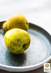 Саджанець Agro-Market Груша Богема (зимовий сорт, пізній термін дозрівання) 1 шт. в упаковці (40015) - мініатюра 4
