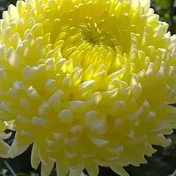 Хризантема "Sunberry" (низькоросла великоквіткова) (112745) 1 саженец