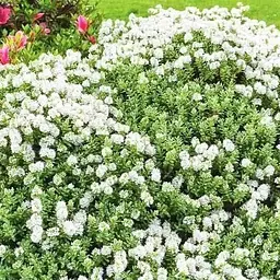 Хебе товстолиста 2-х річна Agro-Market (Hebe pinguifolia) С2 висота 15-25 см (115274) 1 саджанець в упаковці - мініатюра 2