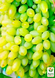 Саджанець Agro-Market Виноград Сторіччя (кишмиш, середньо-ранній термін дозрівання, грона солідні вагою до 1500г) 1 шт. в пакуванні (36291) - мініатюра 2