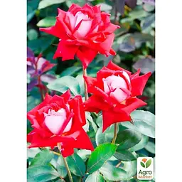 Троянда дрібноквіткова (спрей) Agro-Market Ruby Star саджанець класу АА+ вищий сорт 1 шт. в упаковці (37228) - мініатюра 2