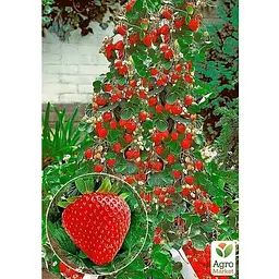 Саджанець Agro-Market Полуниця Ампельна Домашній делікатес (ремонтантний, ранній, солодкий сорт) (179036) 1 шт. - мініатюра 2