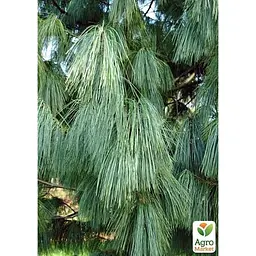 Саджанець Agro-Market Сосна Гімалайська Griffithii (горщик P9) (48730) - мініатюра 5