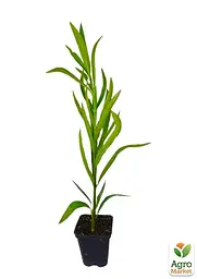 Саджанець Agro-Market Олеандр запашний Nerium oleander Paris (вічнозелений, ароматний кущ) (75855) - мініатюра 2