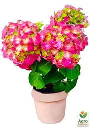 Саджанець Agro-Market LMTD Гортензія крупнолиста квітуча 3-х річна Early Rood (30-40см) (62547) - мініатюра 2