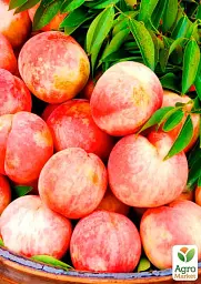 Саджанець Agro-Market Персик Фрост (літній сорт, середній термін дозрівання) 1 шт. в упаковці (39955) - мініатюра 2