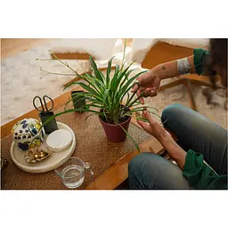 Ножиці Fiskars Plant Care для обрізки кімнатних рослин (1075315) - мініатюра 8