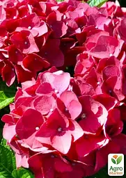 Саджанець Agro-Market LMTD Гортензія крупнолиста квітуча 3-х річна Early Rood (30-40см) (62547) - мініатюра 3