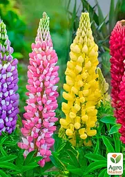 Люпин "Mixture of colors" (зипер) Весна 1г (177301) - мініатюра 2