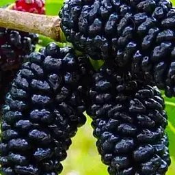 Саджанець Agro-Market Шовковиця великоплідна Стамбульська чорна (літній сорт, середній термін дозрівання) (16186) 1 шт. в упаковці - мініатюра 3