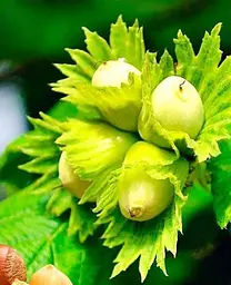 Саджанець Agro-Market Фундук Трапезундський (середній термін дозрівання, перехресне запилення, садити по 2 шт) (24613) 1 шт. в упаковці - мініатюра 2