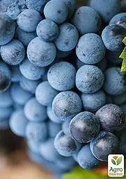 Саджанець Agro-Market Виноград кишмиш Європейська гордість (преміальний безсемянний сорт) 1 шт. в пакуванні (44775) - мініатюра 3