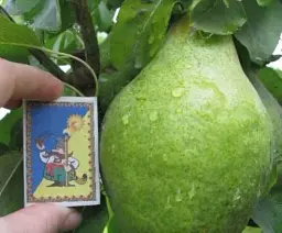 Саджанець Agro-Market Груша Ноябрська (ранньозимовий сорт, пізній термін дозрівання) 1 шт. в упаковці (20917) - мініатюра 4