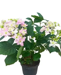 Гортензія Agro-Market Doppio Rosa Hydrangea macrophylla квітуча крупнолистова вазон С15 1 саджанець в упаковці - мініатюра 2