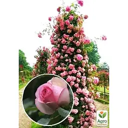 Саджанець Agro-Market Троянда плетиста Eden Rose (клас АА +) вищий сорт (17394) 1 шт. - мініатюра 2
