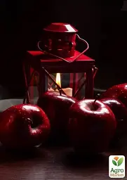 Саджанець Agro-Market Яблуня красномясая Редлов (Redlov) (преміальний соковитий сорт) 1 шт. в упаковці (21353) - мініатюра 3