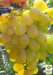 Саджанець Agro-Market Виноград Восторг (дуже ранній термін дозрівання, стійкий до хвороб і морозу) 1 шт. в пакуванні (36293) - мініатюра 2