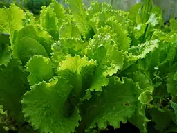 Насіння салату Насіння Країни Одеський кучерявець 100 г - мініатюра 2
