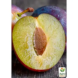 Саджанець Agro-Market Слива Президент укорінена в контейнері (саджанець 2 роки) (153156) - мініатюра 3