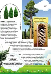 Все про все. Велика енциклопедія молодшого школяра - Яна Батій - мініатюра 7