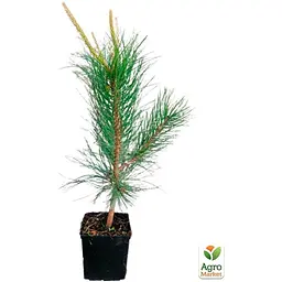 Саджанець Agro-Market Сосна Орегонська 4-річна (Рinus ponderosa) С3, висота 60-70 см (115780) - мініатюра 3