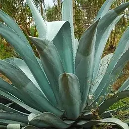 Агава американська "Latifolia" (кадкова вічнозелена екзотична рослина) (77304)