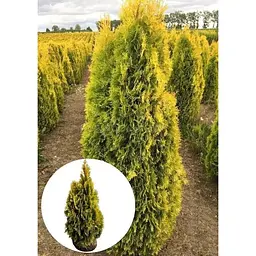 Саджанець Agro-Market Туя західна Golden Smaragd (ком/сітка) висота 110-120 см 1 шт. в упаковці (176425) - мініатюра 2