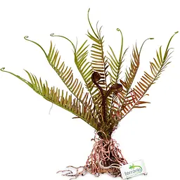 Штучна рослина, папороть Terrario 40x14x41см (332) - мініатюра 4