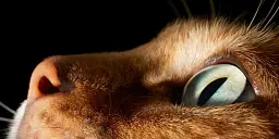 Feline - мініатюра 9