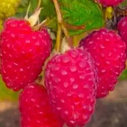 Малина Agro-Market "Брусвяна" (ремонтантний високоврожайний та великоплідний сорт) 1-річний саджанець (189485) 1 шт в упаковці