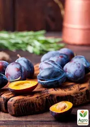 Саджанець Agro-Market Слива Амерс (осінній сорт, пізній термін дозрівання) 1 шт. в упаковці (39961) - мініатюра 2