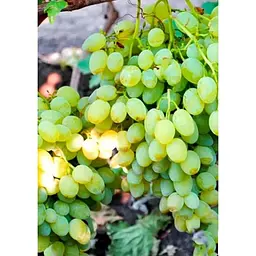 Саджанець Agro-Market Виноград кишмиш Осінній великоплідний 1 шт. в упаковці (47000) - мініатюра 2