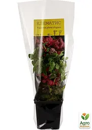 Саджанець Agro-Market Клематис Purpurea plena elegans (16172) - мініатюра 3