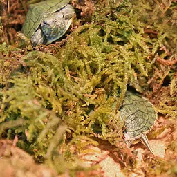 Сфагновий мох Repti-Zoo Sphagnum Moss 100 г (4,5 л) з Чилі для тераріумів і рослин - мініатюра 3