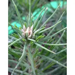 Саджанець Agro-Market Сосна Чорна Японська (ідеальна для бонсай) Pinus Thunbergii (горщик P9) (49235) - мініатюра 5