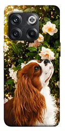 TPU чохол Demsky Flower spaniel для OnePlus 10T