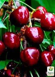 Саджанець Agro-Market Черешня пірамідальна чорна XXL 1 шт. в упаковці (37367) - мініатюра 2