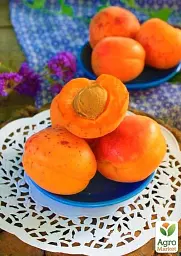 Саджанець Agro-Market Абрикос Флейвор Кот (літній сорт, пізній термін дозрівання) 1 шт. в упаковці (44000) - мініатюра 4