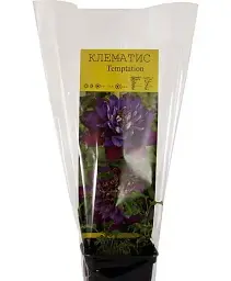 Клематис Agro-Market Temptation 1 саджанець в упаковці (24093) - мініатюра 2