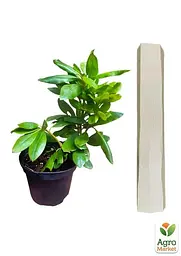 Саджанець Agro-Market Рододендрон Roseum elegans 2 річний (рожевий) (43011) - мініатюра 3